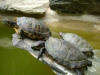 Animals 03