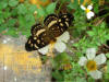 Animals 32