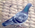 Squab or Squeaker