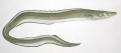 Elver
