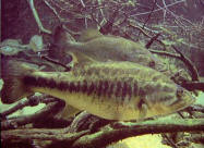 A shoal