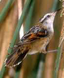 Avian