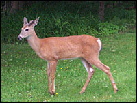 Cervine