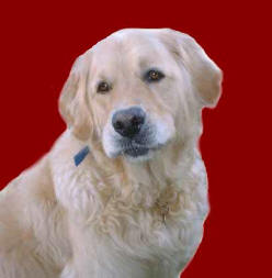 Canine