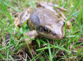 Polliwog or Tadpole