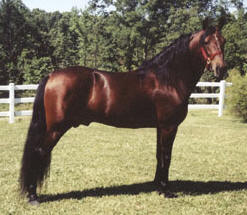 Equine