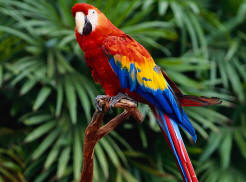 Psittacine