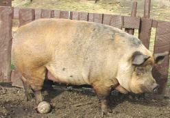 Porcine