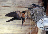 A flight